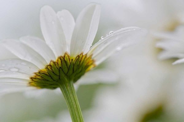Canada, New Brunswick Daisy flower